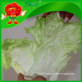 NEW 2015 Yunnan organic iceberg lettuce